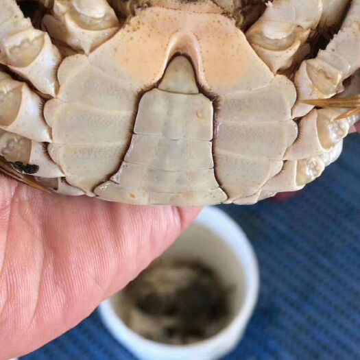 巢湖 巢湖大闸蟹，生态养殖基地，