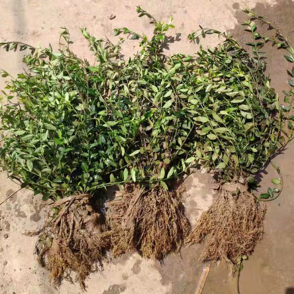  四季常青攀缘植物小叶扶芳藤卫矛耐寒爬藤花卉四季不掉叶青叶蔓苗