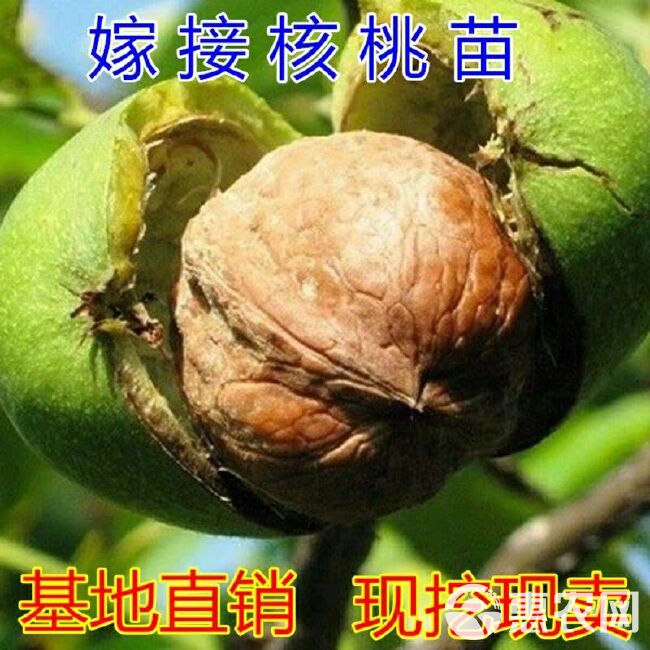  辽核一号核桃苗，冠核一号，8518，9518，香玲等品种