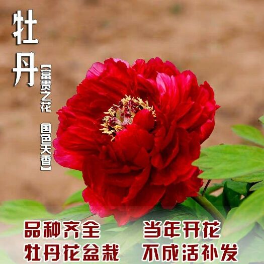 平邑县 牡丹花苗，当年开花，庭院盆栽地栽均可，基地直供，保湿发货