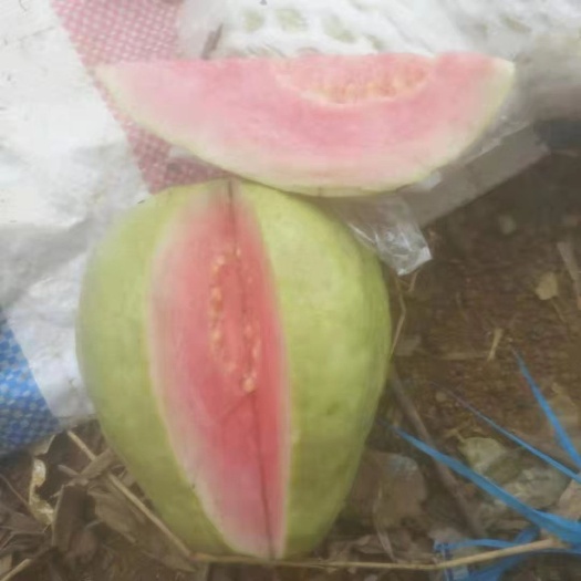 南宁 红心番石榴