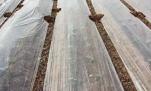 沭阳县除草地膜 果园地膜农用白色黑色除草膜塑料薄膜反光膜大棚膜农用膜黑色地膜