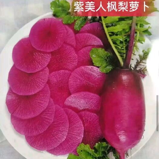 石家庄 紫美人凤梨萝卜