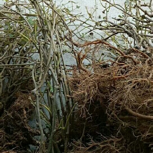 苍溪县猕猴桃苗  红心猕猴桃系例品种