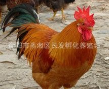 衡阳九斤黄鸡苗  ，大红公鸡，厂家直销，质量保证，
全国包邮，