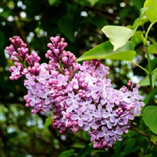 沭阳县 丁香花树苗紫苗室外庭院地栽南北方种植耐寒室内阳台