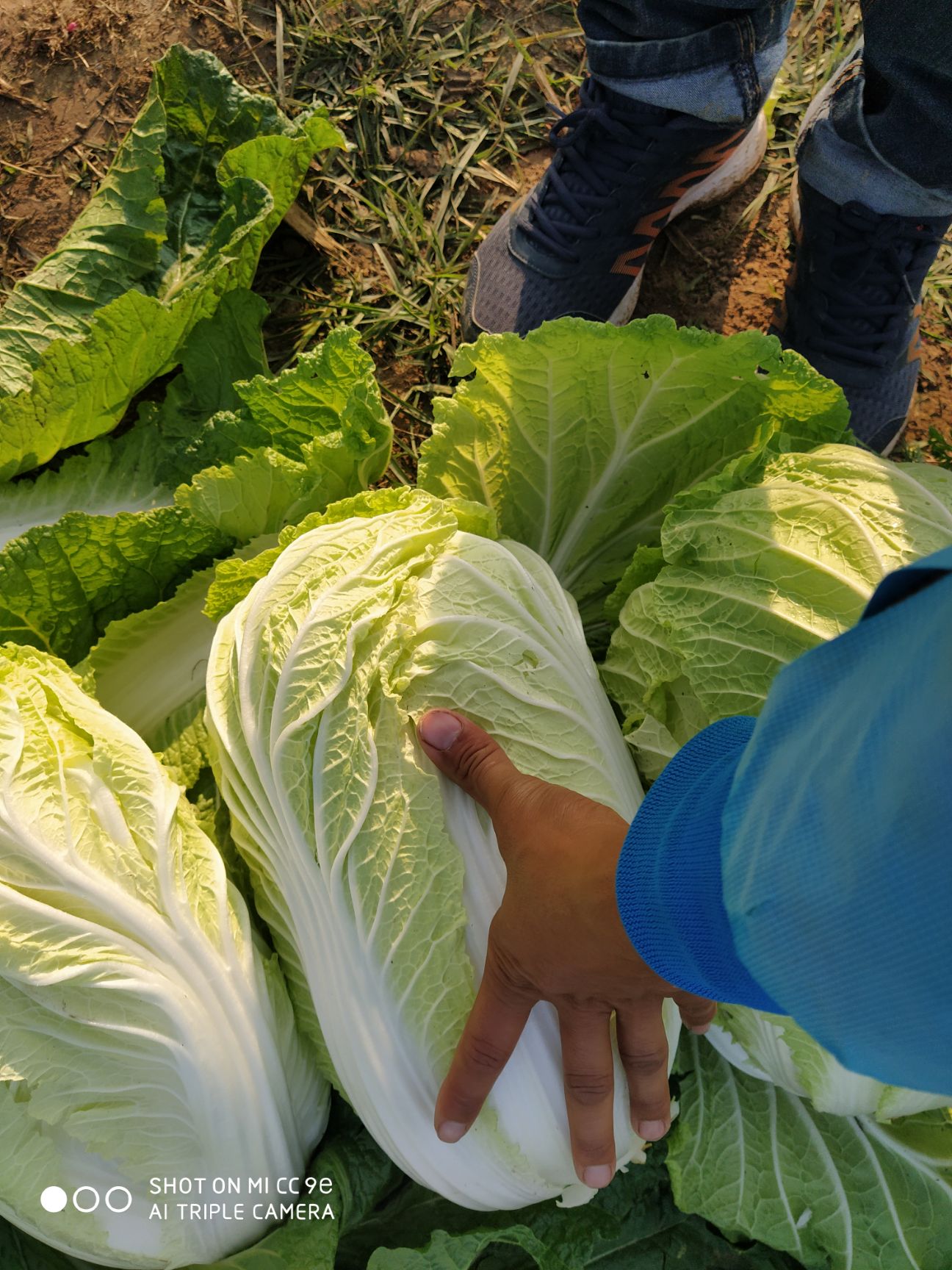 青雜三號白菜  萬畝黃心白菜基地