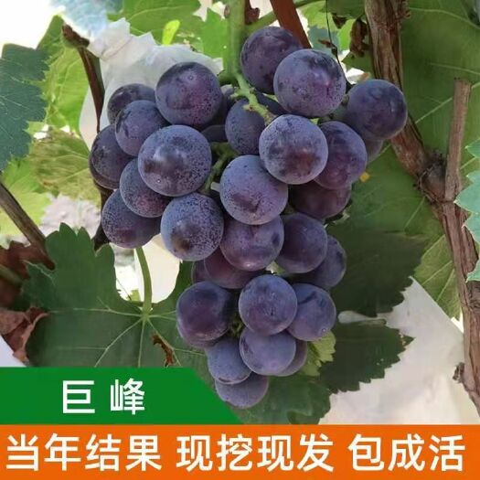 平邑县巨峰葡萄苗 苗圃直供，品种全，保证成活。