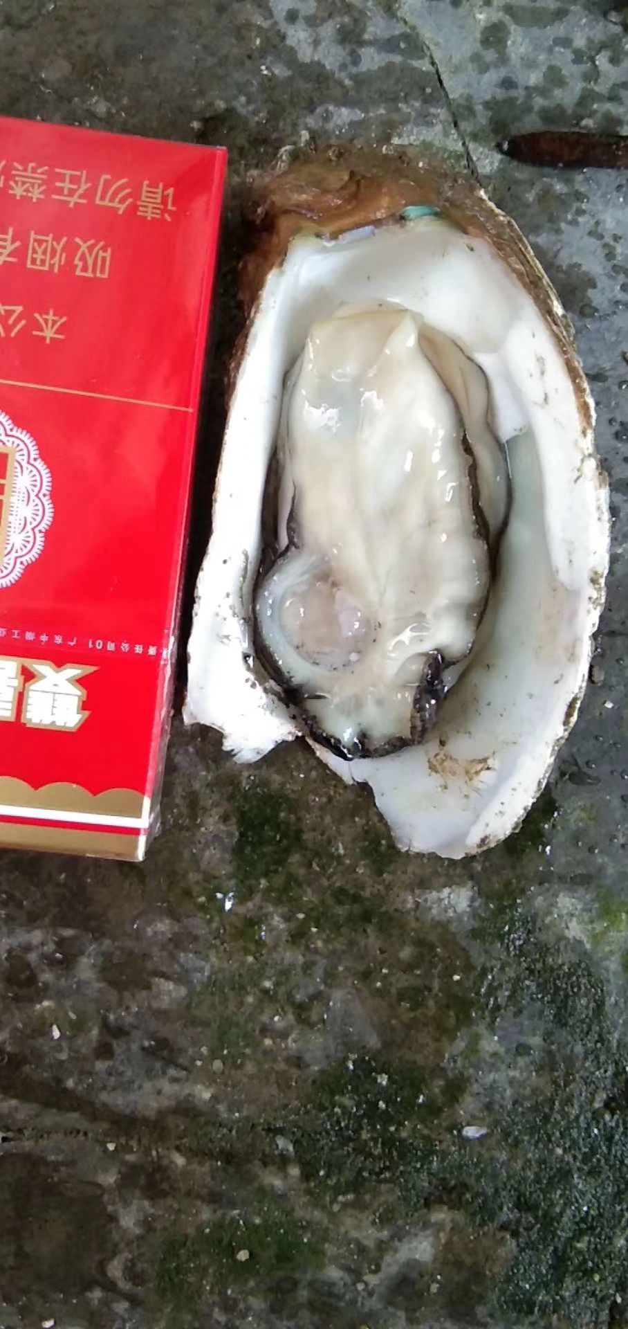 汫洲大蚝 大蚝花