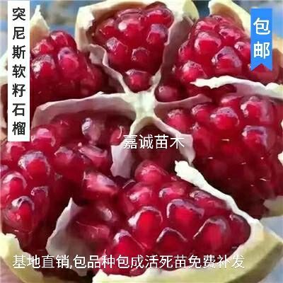 平邑县软籽石榴苗 红玛瑙石榴苗，水晶石榴苗，红宝石石榴苗包品种包成活，保湿发货