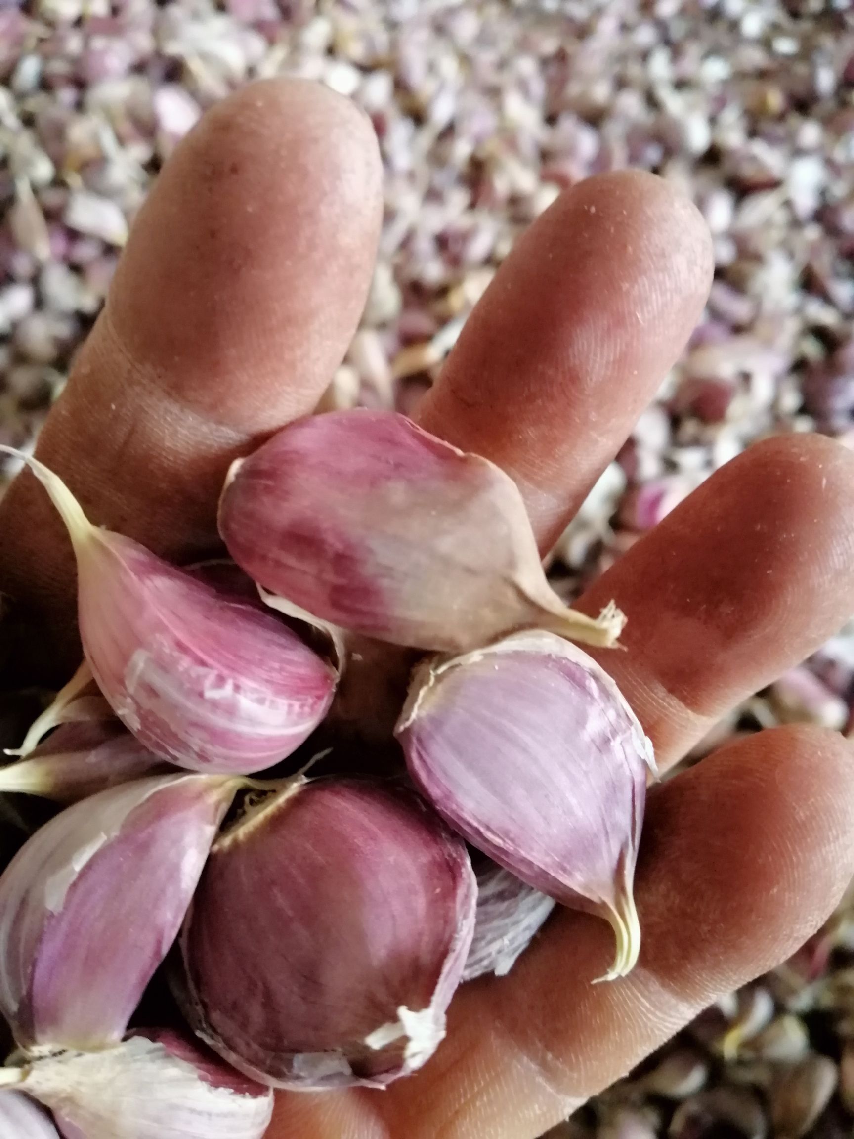 大蒜種子 2019高原香蒜種子,小瓣子蒜種.包郵!包郵!包郵!