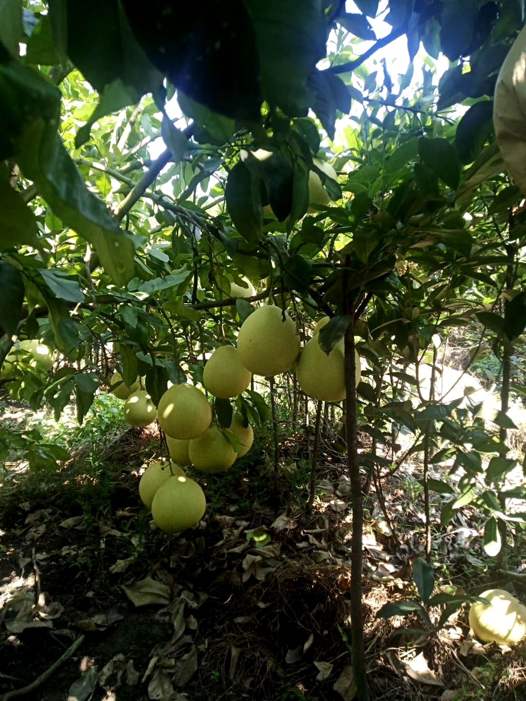 琯溪蜜柚 三斤以上 酸甜可口