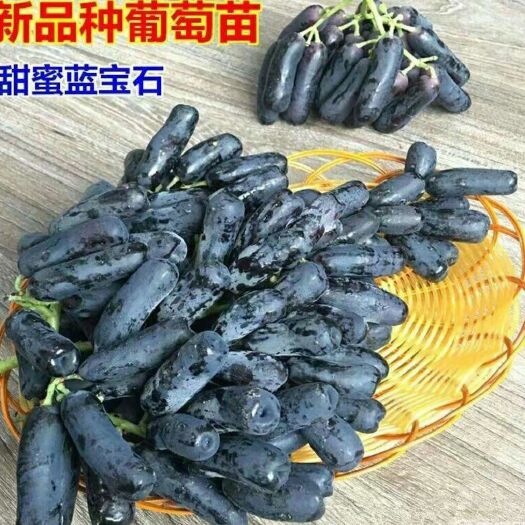平邑县 蓝宝石葡萄苗  保品质 保品种  基地直销 可实地考察
