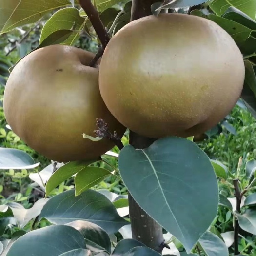 菏泽晚秋黄梨 量大，价格便宜
