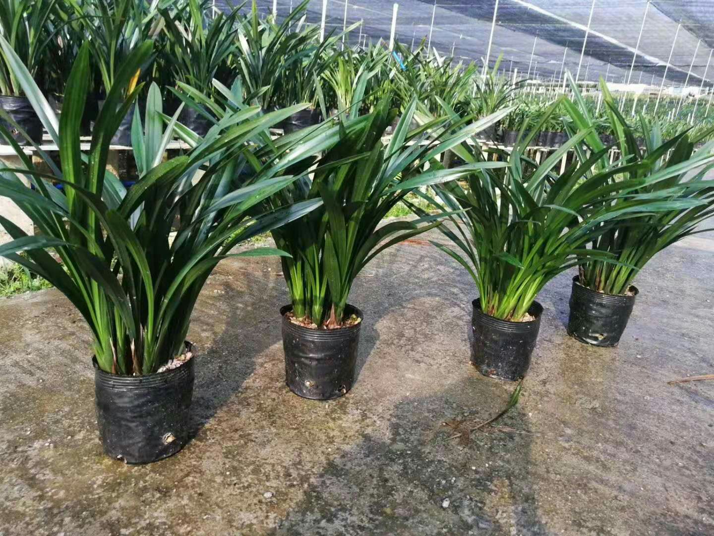 墨兰原盆，多杆多花，花开十一月，正月正旺