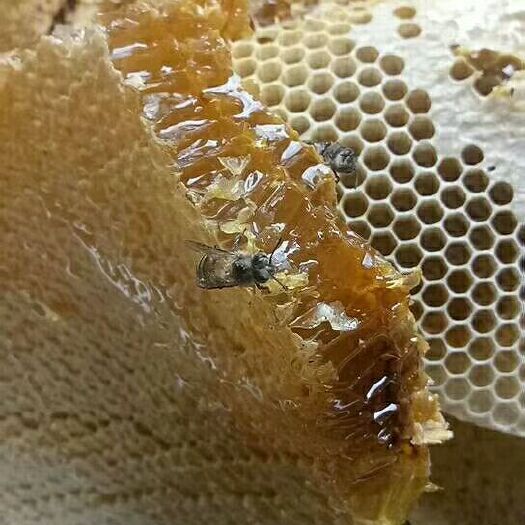 景洪市 西双版纳纯野生蜂蜜，需要的请联系，品质保证