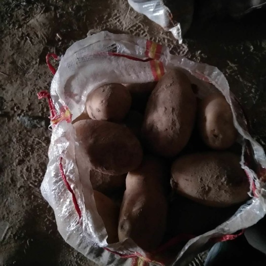 偏关县 丽薯6号土豆和红土豆，四两起步，保证质量