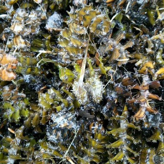 鱼台县麦黄草
