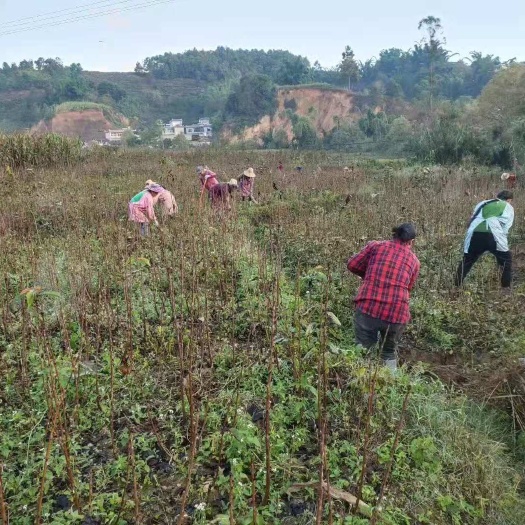 苍溪县红灯樱桃苗  南北方种植大樱桃树苗车厘子嫁接苗当年结果包技术