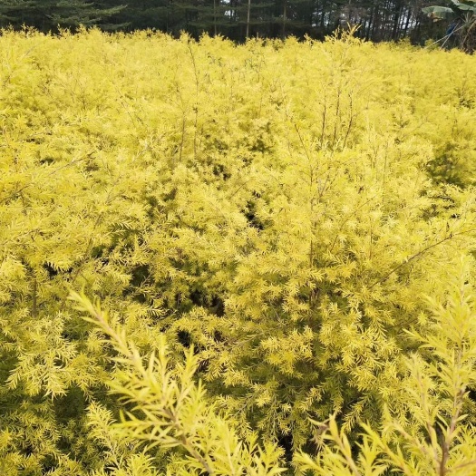 漳州黄金宝树  自家种水仙花黄金宝，红千层价钱优美，量多包上车1.5米
