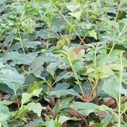 筠连县苦丁茶苗 独本苗 0.5米以下