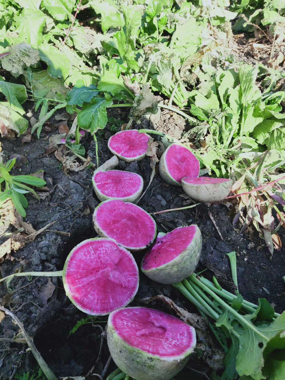 心里美萝卜  满堂红萝卜