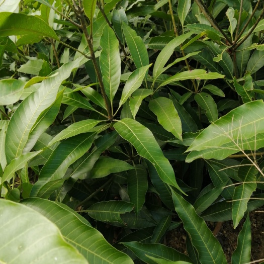 灵山县 芒果苗桂七