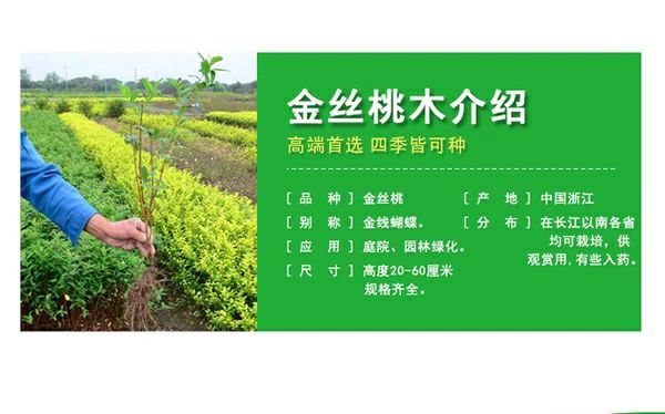  金丝桃苗直销别墅庭院四季常青绿化苗木金丝桃灌木篱笆苗工程小苗