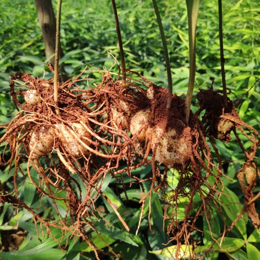 寻甸县黄精种苗 滇黄精苗，种茎