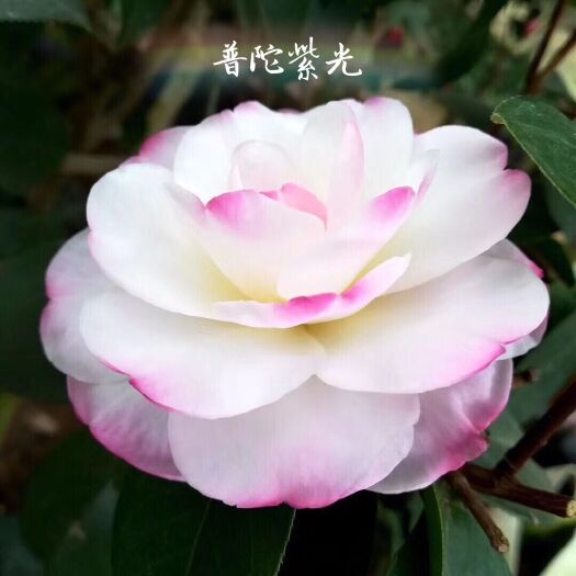 漳平市 名贵品种茶花：普陀紫光 扦插苗产地发货快递包邮