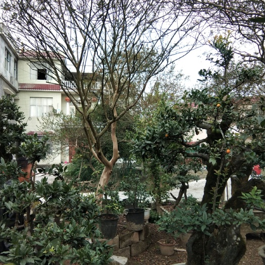 恩施市 老紫薇大红花