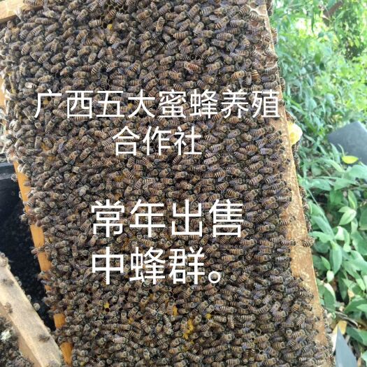 南宁中华蜜蜂 中蜂蜂群蜂种中华阿坝王活体蜂群带巢脾子脾带王蜂场直供
