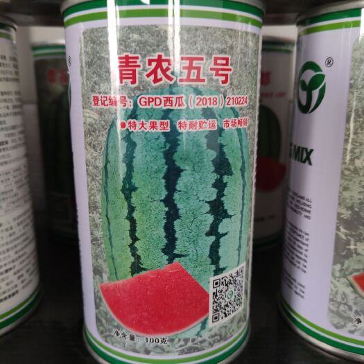 沈阳金城五号种子 青农五号，特大果形，老金城类，可放2个月没问题，沙漠大西瓜