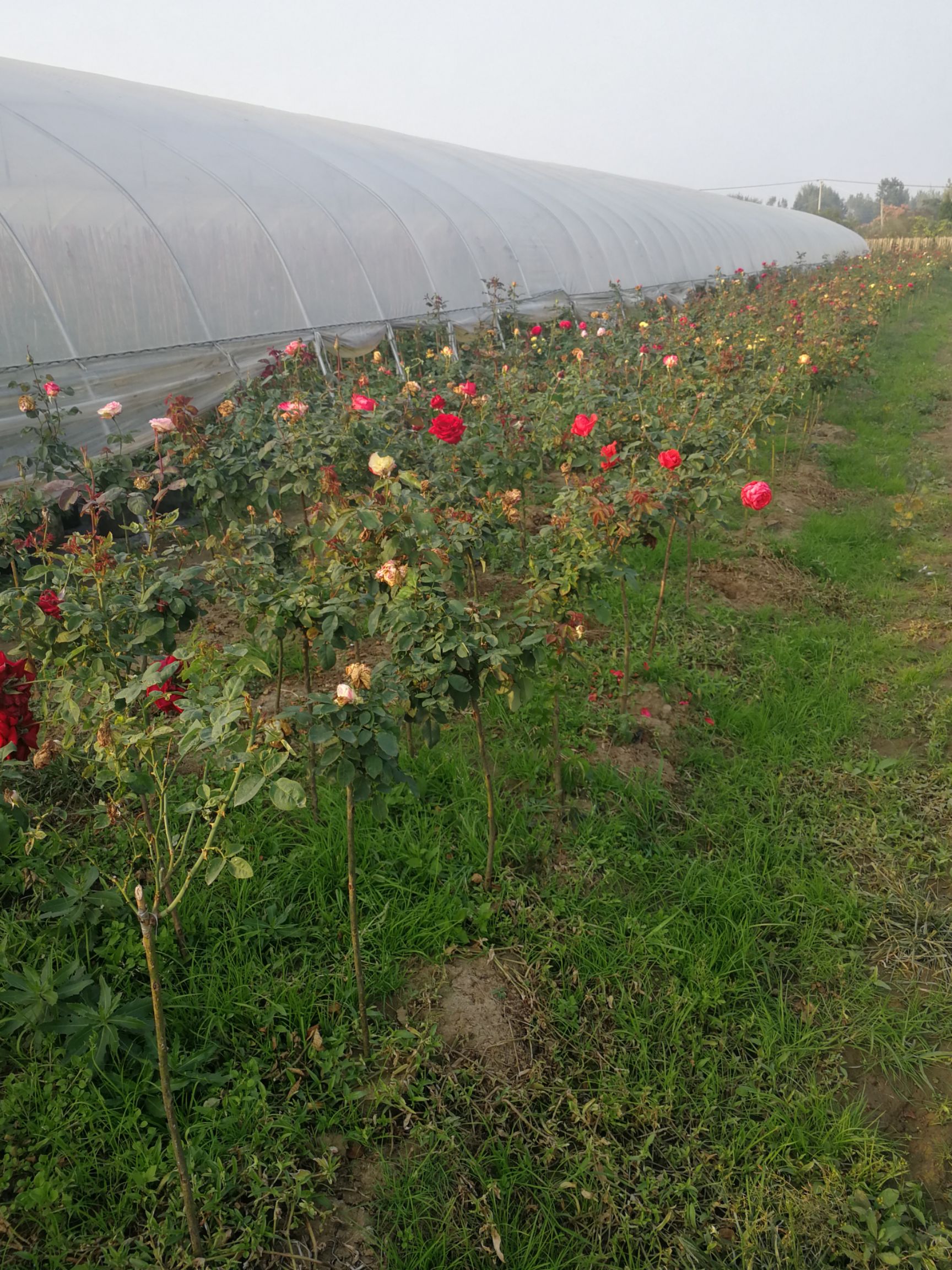 树状月季  树桩月季   80公分起规格齐全