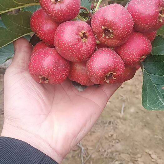临朐县 精品大山楂大量上市，市场果，切片果，打浆果，年产量五百万斤