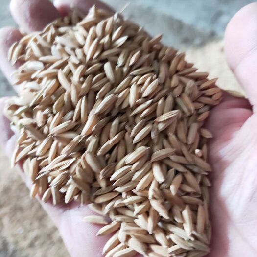 涟水县杂交稻 烘干杂交水稻，量大还可以优惠