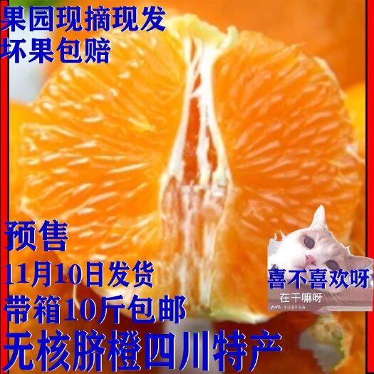 江安县金堂脐橙 四川无核脐橙新鲜水果含糖很高  一件代发