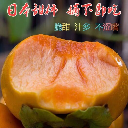 日本次郎甜柿苗  日本甜柿樹苗！摘下來就能吃的柿子！適合南北方種植