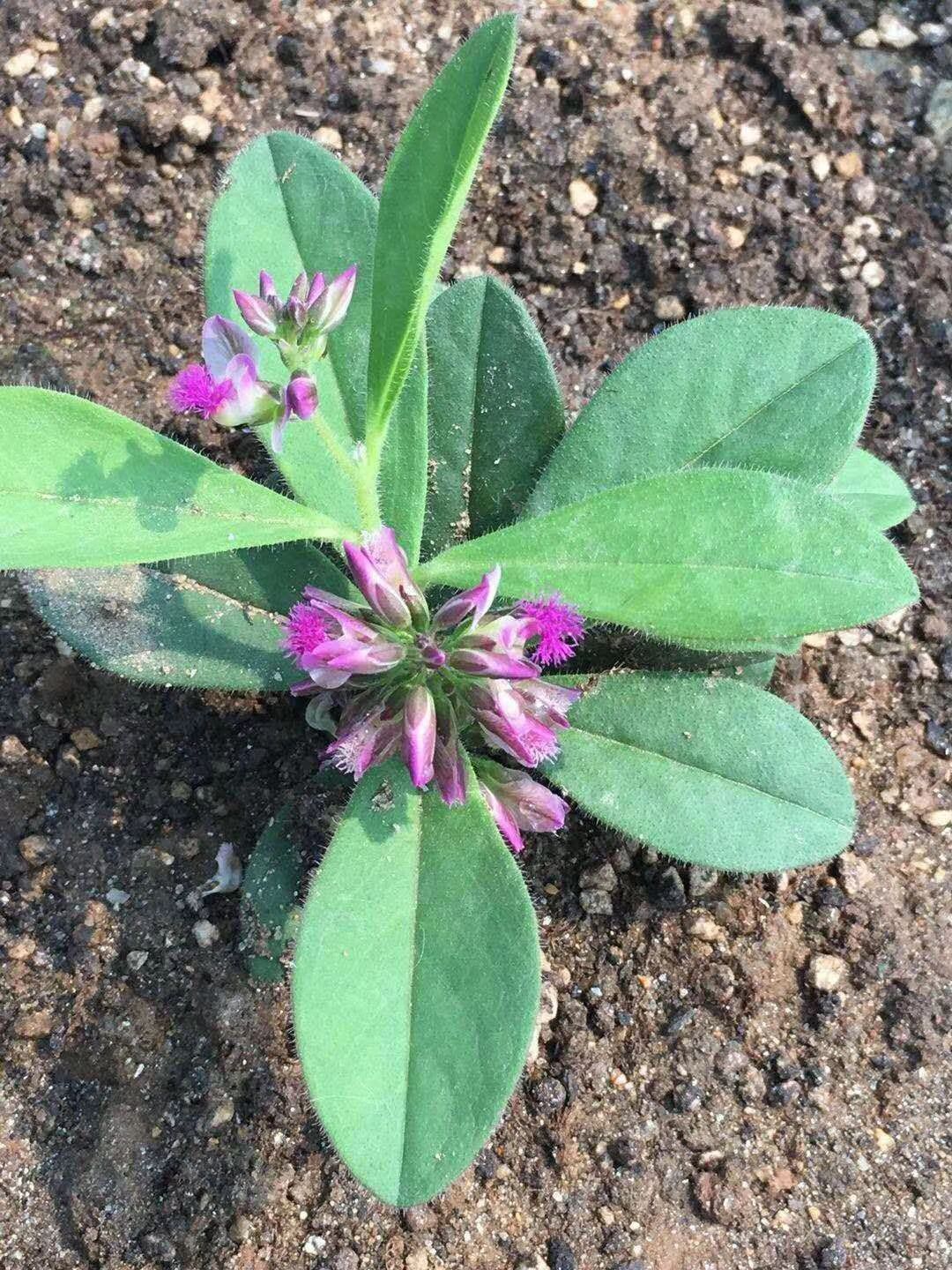  高丽参，也叫土人参，苗可做菜，