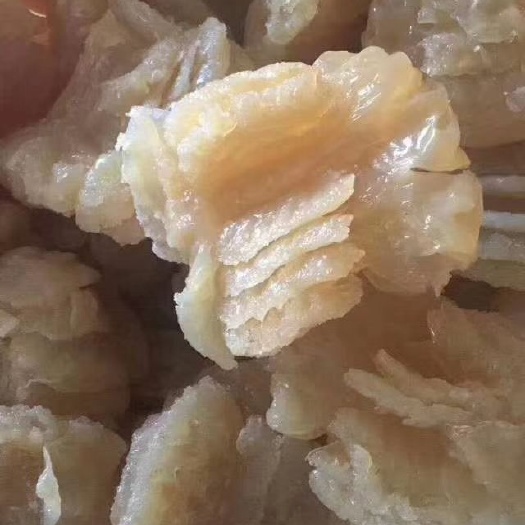 大连渤海海蜇