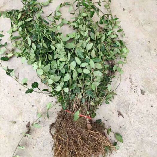 沭阳县 四季常青攀缘植物小叶扶芳藤卫矛耐寒爬藤花卉四季不掉叶青叶蔓苗