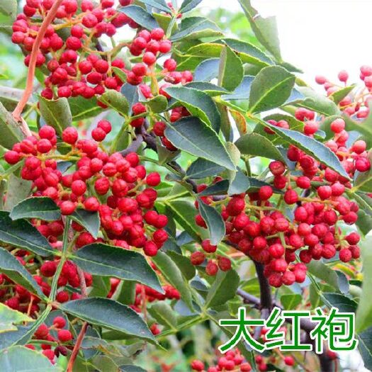 平邑县大红袍花椒苗  产量高  量多优惠  基地直发