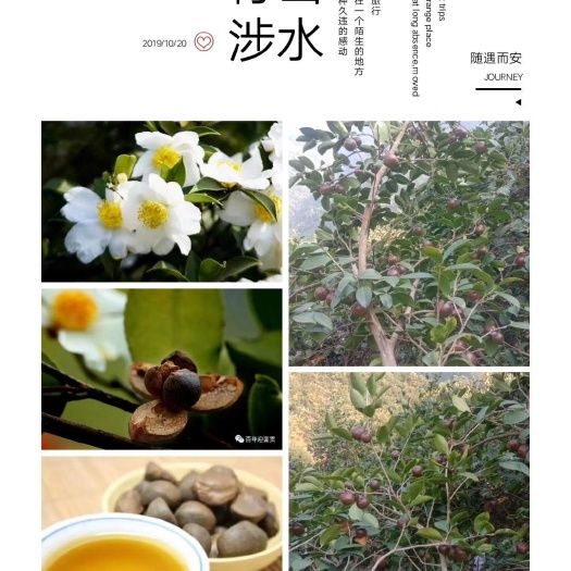 舒城县 纯野生高山茶油