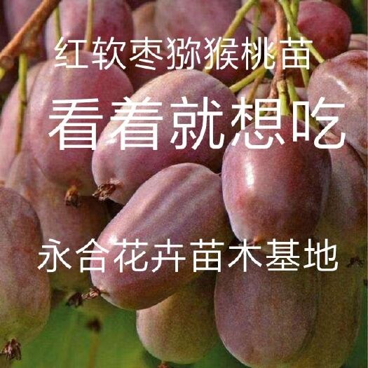 平邑县 红软枣猕猴桃苗，好吃好栽，死苗补发，诚信第一，现挖现发
