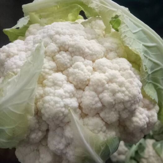 天门市实花，白花，一手货源产地直供