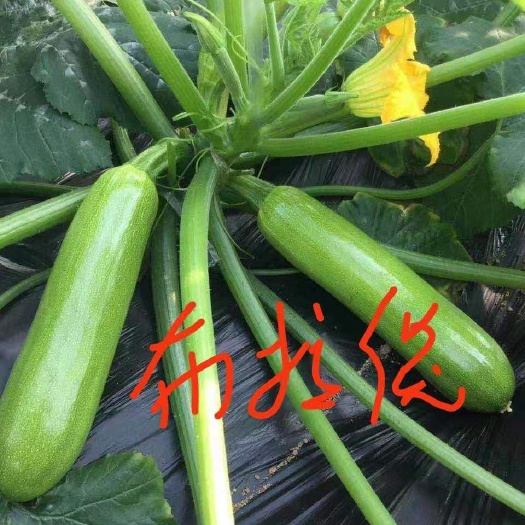 寿光市绿皮西葫芦种子  越冬耐寒西葫芦种子，翠绿西葫芦—布拉德