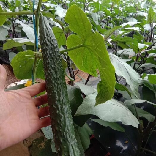 寿光市黄瓜大量上市  各种蔬菜都有 可帮发车