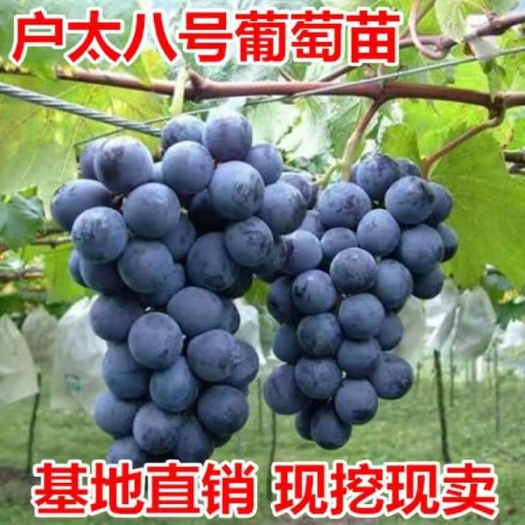 平邑县户太八号葡萄苗 苗圃直供，保证品种和成活。免费技术指导。