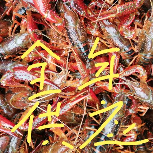 潜江市 小龙虾，青虾，红虾，硬规格，包死亡，包运费