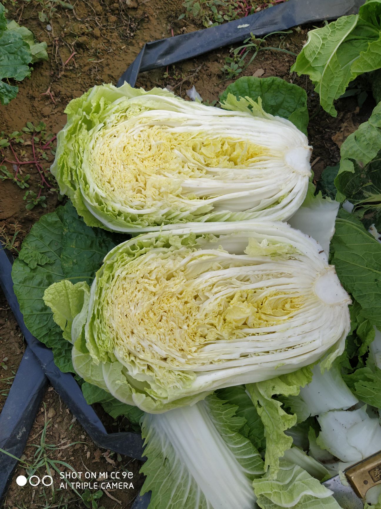 青雜三號白菜  萬畝黃心白菜基地